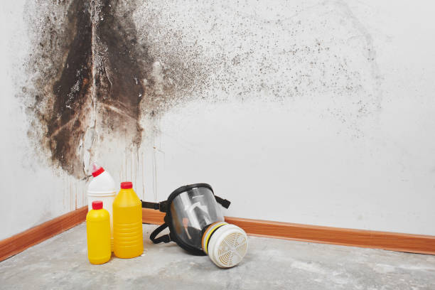 Best Emergency Mold Removal  in New Beaver, PA