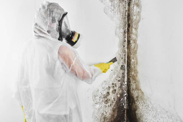 Best Mold Removal Process  in New Beaver, PA