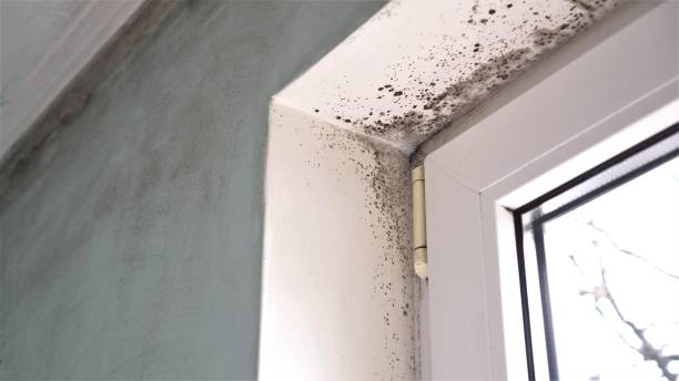 Best Home Mold Removal  in New Beaver, PA