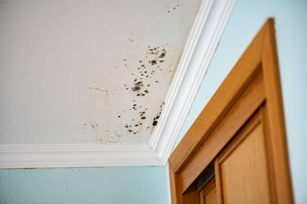 Best Water Damage Restoration  in New Beaver, PA