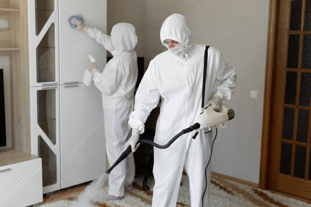 Mold Removal Process in New Beaver, PA