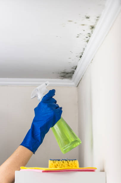 Best Mold Damage Repair  in New Beaver, PA